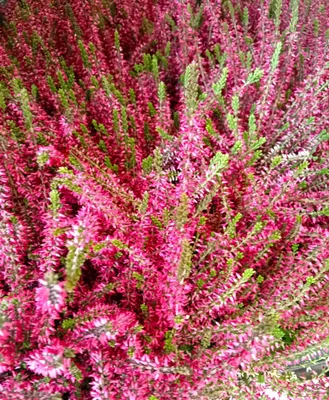 Obrázek produktu pro 3 kusy vřes obecný Calluna vulgaris Gardengirls Angie 15 -20 cm stálezelený