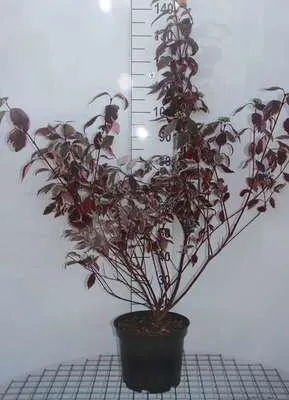 Produktbild von Cornus alba 'Sibirica Variegata' - Hartriegel 60- 80 cm Container
