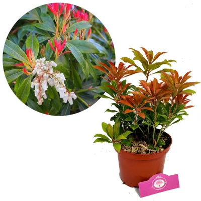 Produktbild von Pieris Japonica 'Mountain Fire' - Felsenheide - 2-Liter-Topf