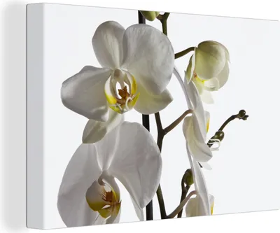 Produktbild von OneMillionCanvasses® - Leinwandbilder - 140x90 cm, Weiße Mottenorchidee, Wandbilder Kunstdruck Wanddekoration - Foto auf Leinwand - Gemälde auf Holzrahmen