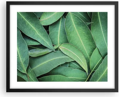 Produktbild von Gerahmtes Poster - Schwarzer Rahmen - Blätter Eukalyptus Natur - 50x40 cm - Wand Bild - Wanddeko - Wandbilder - Kunstposter - Wandposter - Bilderrahmen - Bilder - Kunstdruck - P2BAA50x40-4933