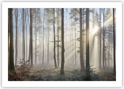 Produktbild von Poster - Poster ohne Rahmen - Wald Baum Natur - 70x50 cm - Wand Bild - Wanddeko - Wandbilder - Kunstposter - Wandposter - Bilder - Kunstdruck - Wanddekoration - Wandbild - P2XAA70x50-3749