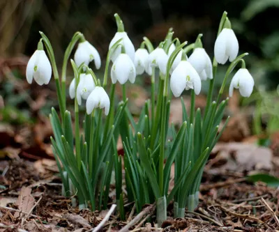 Produktbild von 25 Frische Blumenzwiebeln Galanthus Nivalis Echtes Schneeglöckchen