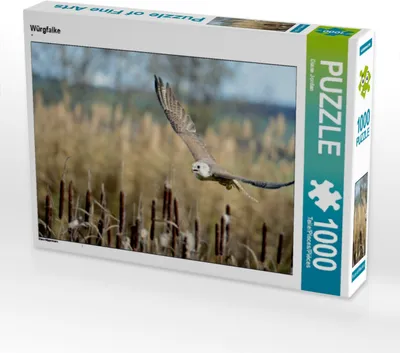 Produktbild von Calvendo Würgfalke 1000 Teile Puzzle quer 640x480mm, Jordan Diane; 7271648
