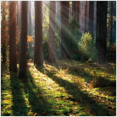 Produktbild von Wallario Memoboard Magnettafel aus Glas, Größe 50 x 50 cm, Motiv Sonnenstrahlen im Herbstwald