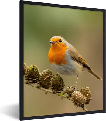 Produktbild von MuchoWow® Gerahmtes Poster Vogel - Rotkehlchen - Tannenzapfen - Zweig - Herbst 60x80 cm - Poster mit Schwarzem Bilderrahmen Wandposter Rahmen Foto Bilder - Premium - Wanddeko Wohnzimmer