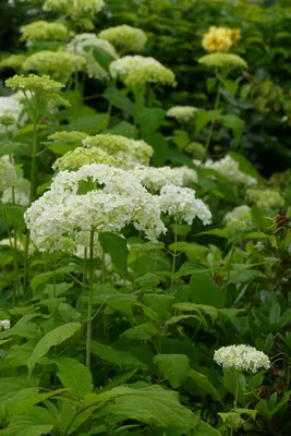 Produktbild von Hydrangea arborescens Annabelle 30 cm – Ballhortensie, winterhart, blühfreudig, pflegeleicht, Garten & Kübel geeignet