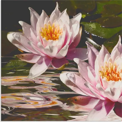 Produktbild von ARTland Wandbild Alu für Innen & Outdoor Wasserlilie Größe: 50x50 cm
