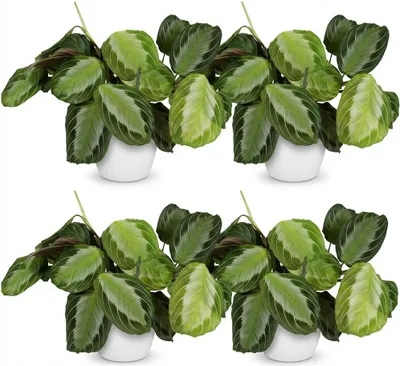 Image de Maranta Fascinator Silverband, lot de 4 plantes avec pot blanc Ø12cm, hauteur
