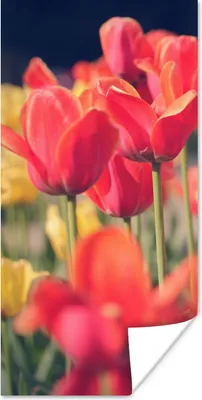 Produktbild von MuchoWow® Poster Tulpen - Blumen - Natur 20x40 cm - Plakat - Foto