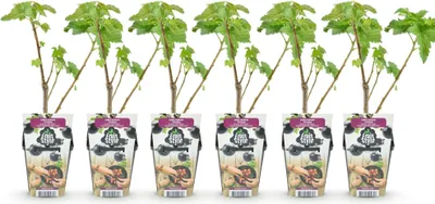 Produktbild von GreenboutiQ - Obstpflanzen - Schwarze Johannisbeere - Ribes nigrum Titania - Winterhart - 6 Pflanzen - Topf 9 cm - Schwarze Johannisbeere