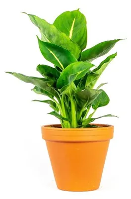 Obrázek produktu pro Gardners Dieffenbachia Green Magic, průměr 12 cm