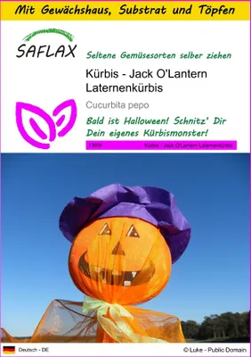 Produktbild von SAFLAX Anzucht Set - Kürbis - Jack O'Lantern Laternenkürbis - Cucurbita pepo - 10 Samen - Mit Mini-Gewächshaus, Anzuchtsubstrat und 2 Töpfen