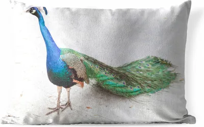 Produktbild von MuchoWow® Outdoor Kissen - Pfau - Sand - Federn - Blau - 60x40 cm - Wetterfest - Lounge Kissen - Zierkissen - Kissen für Innenräume