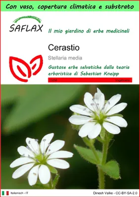Immagine prodotto di SAFLAX Garden to go - Cerastio - 1000 semi - Stellaria