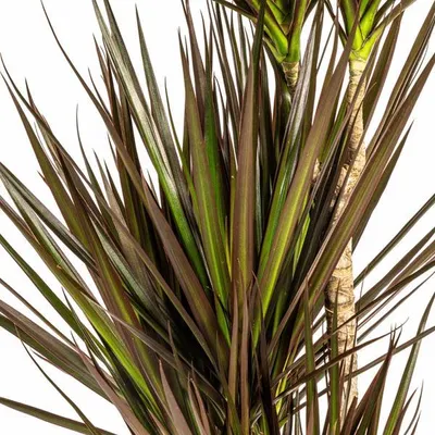 Produktbild von Dracaena Marginata Magenta Drachenbaum Zimmerpflanze Ø21cm 110-130cm Schlank