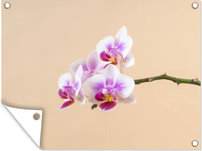 Produktbild von MuchoWow® 40x30 cm Outdoor-Poster Gartendeko Sichtschutz Garten Poster für den Garten  Weiße und rosa Orchidee
