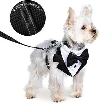Produktbild von Formelle Hundekragen für kleine und mittelgroße Hunde, Smoking-Tulpenkrone, Verjährung und Hochzeit