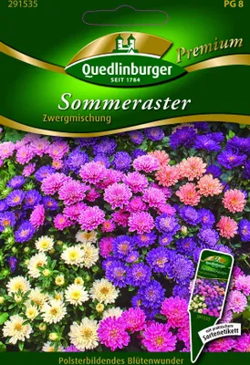 Produktbild von Sommerastern, Zwergmischung