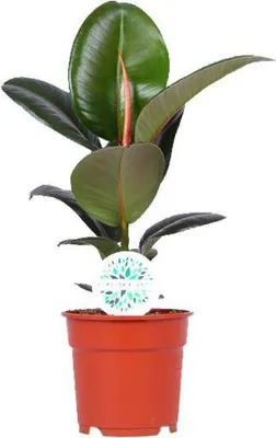 Produktbild von Gummibaum Ficus Elastica Robusta Ø17cm ↕55cm Glänzend Zimmerpflanze Pflegeleicht