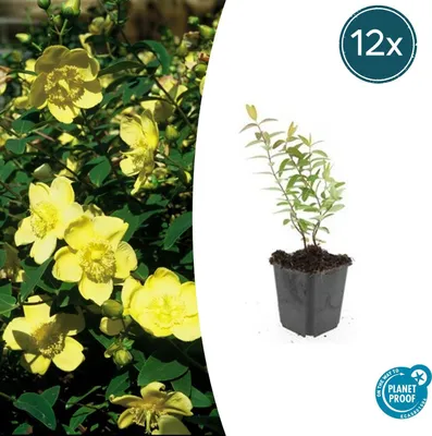 Zdjęcie produktu dla Rosliny okrywowe - Dziurawiec wielkokwiatowy - Hypericum 'Hidcote' - Doniczka 9 cm - Zestaw 12 roslin