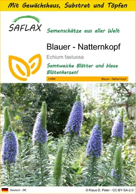 Produktbild von SAFLAX Anzucht Set - Blauer - Natternkopf - Echium fastuosa - 100 Samen - Mit Mini-Gewächshaus, Anzuchtsubstrat und 2 Töpfen