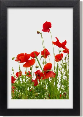 Produktbild von Bild 20x30 MDF-Rahmen, Wandkunst Feldmohnblumen