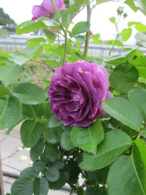 Produktbild von Rosa Minerva ® - Hochstammrose Minerva ® - Vissers Rose - Floribunda Rose