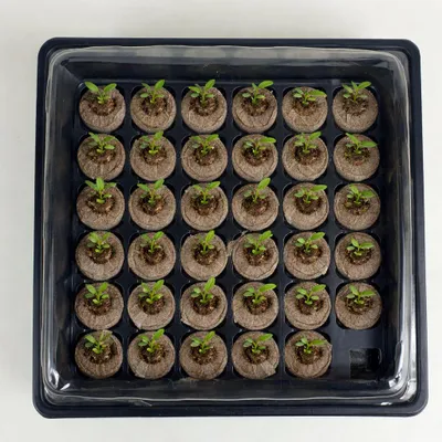 A tray of small seedlings in a greenhouse tray.