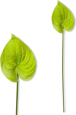 Image de Branche d'Anthurium verte en mousse 57 cm