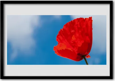 Produktbild von Bild 70x50 MDF-Rahmen Wandkunst Tulip On Wall