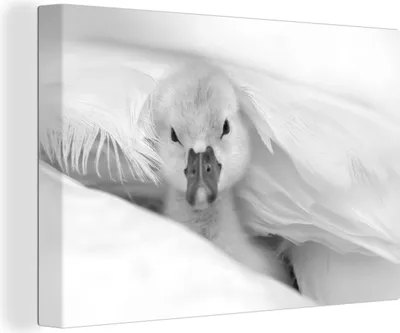 Produktbild von OneMillionCanvasses® - Leinwandbilder - 150x100 cm, Babyschwan - schwarz und weiß, Wandbilder Kunstdruck Wanddekoration