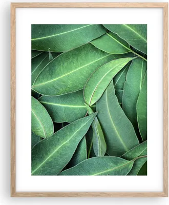 Produktbild von Gerahmtes Poster - Rahmen in heller Eiche - Blätter Eukalyptus Natur - 40x50 cm - Wand Bild - Wanddeko - Wandbilder - Kunstposter - Wandposter - Bilderrahmen - Bilder - Kunstdruck - P2NPA40x50-4933
