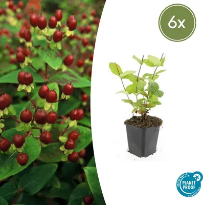 Image de Couvre-sol - Millepertuis - Hypericum inodorum 'Beauty' - Pot de 9cm - Set de 6 plantes
