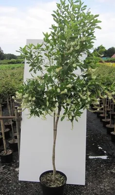 Produktbild von Hochstamm Silberkerzenstrauch Hummingbird - Clethra alnifolia - Stamm 80cm + Krone