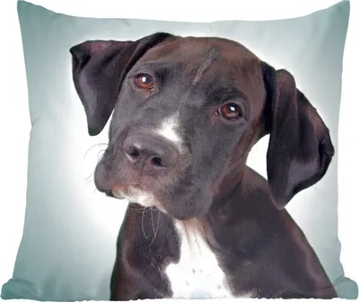Produktbild von MuchoWow® Zierkissen Sofakissen Wohnzimmer Dekokissen 50x50 cm Süßer schwarzer und weißer Hund - Komfort - Sofakissen