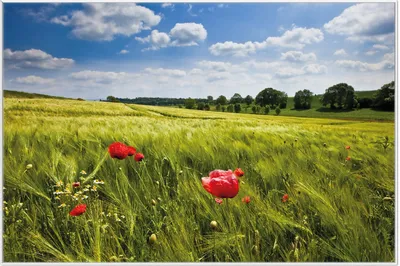 Produktbild von Wallario Wandbild Mohnblumenwiese auf grüner Wiese unter blauem Himmel, Größe: 61 x 91,50 cm, Poster mit weißem Aluminiumrahmen