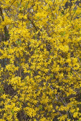 Produktbild von Forsythia 'Minigold', Goldglöckchen, gelb, 40–60 cm