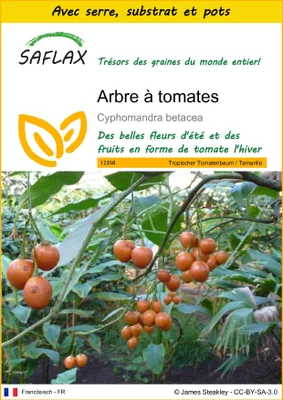 Image de SAFLAX Ensemble de culture - Arbre à tomates - 50 graines - Cyphomandra