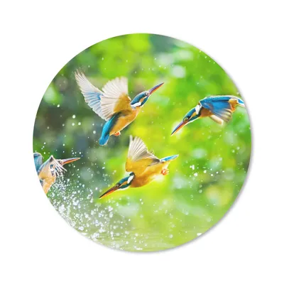 Produktbild von MuchoWow® Mauspad Mousepad Vögel - Eisvogel - Tiere - Wasser 50x50 cm - Mousepads - Maus Mat - Pad - Mausunterlage - Vinyl