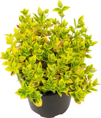 Obrázek produktu pro Brslen Fortuneův žlutě panašovaný FloraSelf Euonymus fortunei 'Emerald n Gold' květináč Ø 13 cm