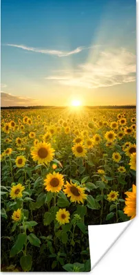 Produktbild von MuchoWow® Poster Sonnenuntergang - Blumen - Sonnenblume - Horizont - Landschaft 60x120 cm - Wandschmuck