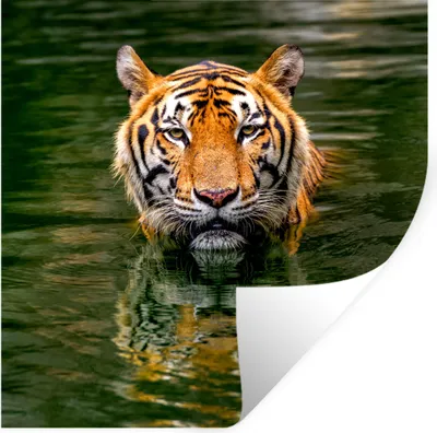 Produktbild von MuchoWow® Wandtattoo Wandsticker Wandaufkleber Tiger im Wasser 30x30 cm Selbstklebend und Repositionierbar - Repositionierbar - Wasser abweisend