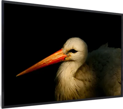 Produktbild von MuchoWow® MuchoWow® Gerahmtes Poster Vogel - Schnabel - Federn 90x60 cm - Poster mit zchwarzem Bilderrahmen - Fotorahmen - Foto-Plakat