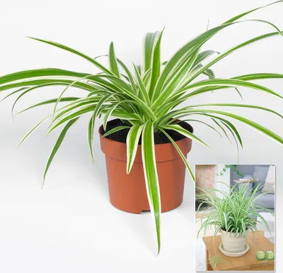 Produktbild von BALDUR Garten 1x Chlorophytum Variegatum, Pflanze im 12 cm-Topf, luftreinigende Zimmerpflanze, unterstützt das Raumklima, Grünlilie, pflegeleicht, Grünpflanze, mehrjährig - frostfrei halten