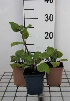 Produktbild von 6 x  Salvia sclarea - Sternmoos - Topf 9 x 9 cm