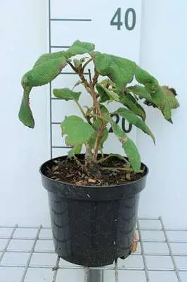 Produktbild von Hydrangea aspera 'Macrophylla' - Hortensien 25- 30 cm Container