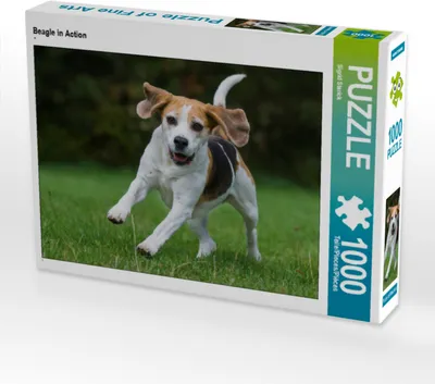 Produktbild von CALVENDO Puzzle Beagle in Action | 1000 Teile Lege-Größe 64x48cm Foto-Puzzle für glückliche Stunden