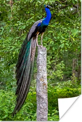 Produktbild von MuchoWow® Poster Pfau - Wald - Zweig 40x60 cm - Plakate für die Wand - Poster Babyzimmer