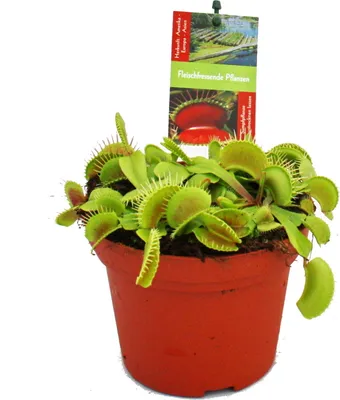 Zdjęcie produktu dla Mucholówka mala - Dionaea muscipula - doniczka 12 cm